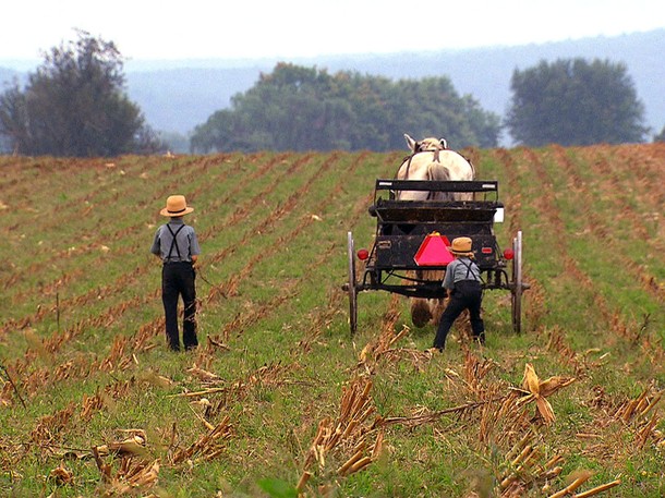 Amish boys using traditional farming techniques. Photograph by 